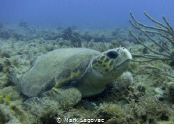 Loggerhead Turtle
Loggerhead resting on the reef in 60 f... by Mark Sagovac 